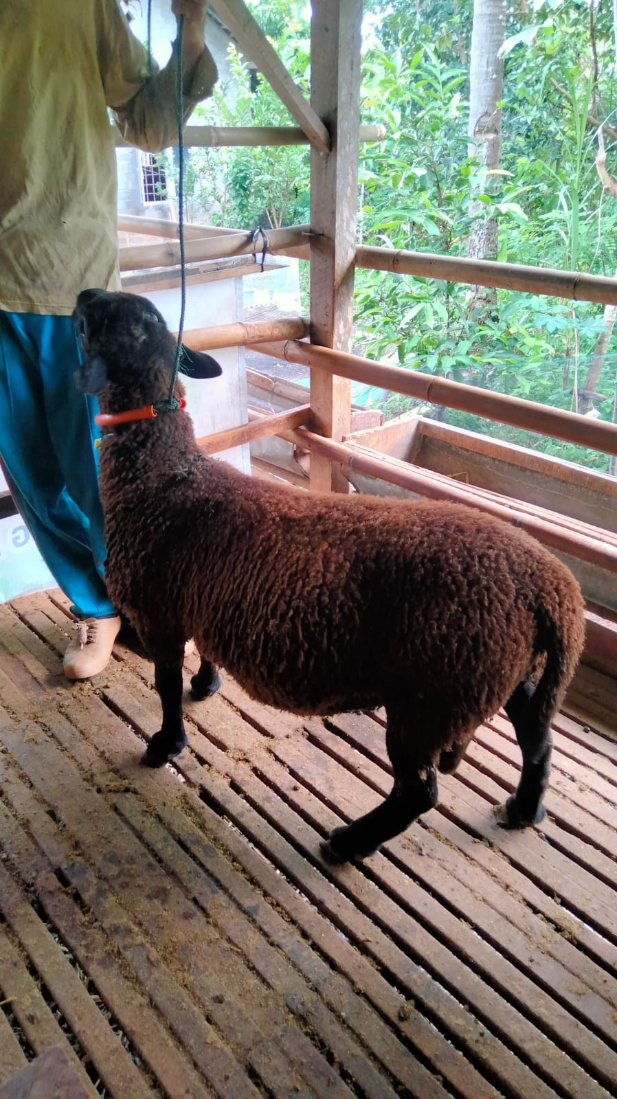 (46-50 Kg) TIDAK BERTANDUK Lokal Jantan