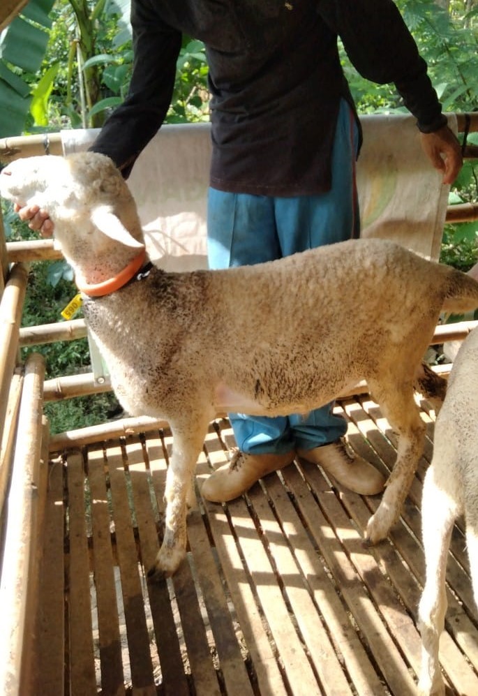 [25-30 Kg] TIDAK BERTANDUK Lokal Jantan