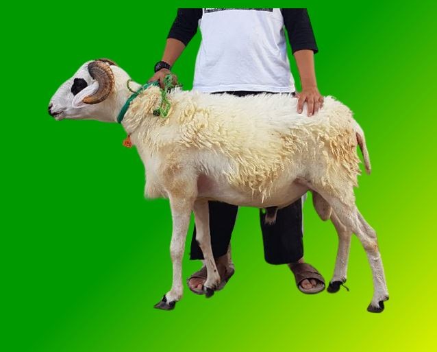 [51-55 Kg] Domba Qurban Lokal Jantan
