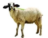 (16-20 Kg) TIDAK BERTANDUK Lokal Jantan