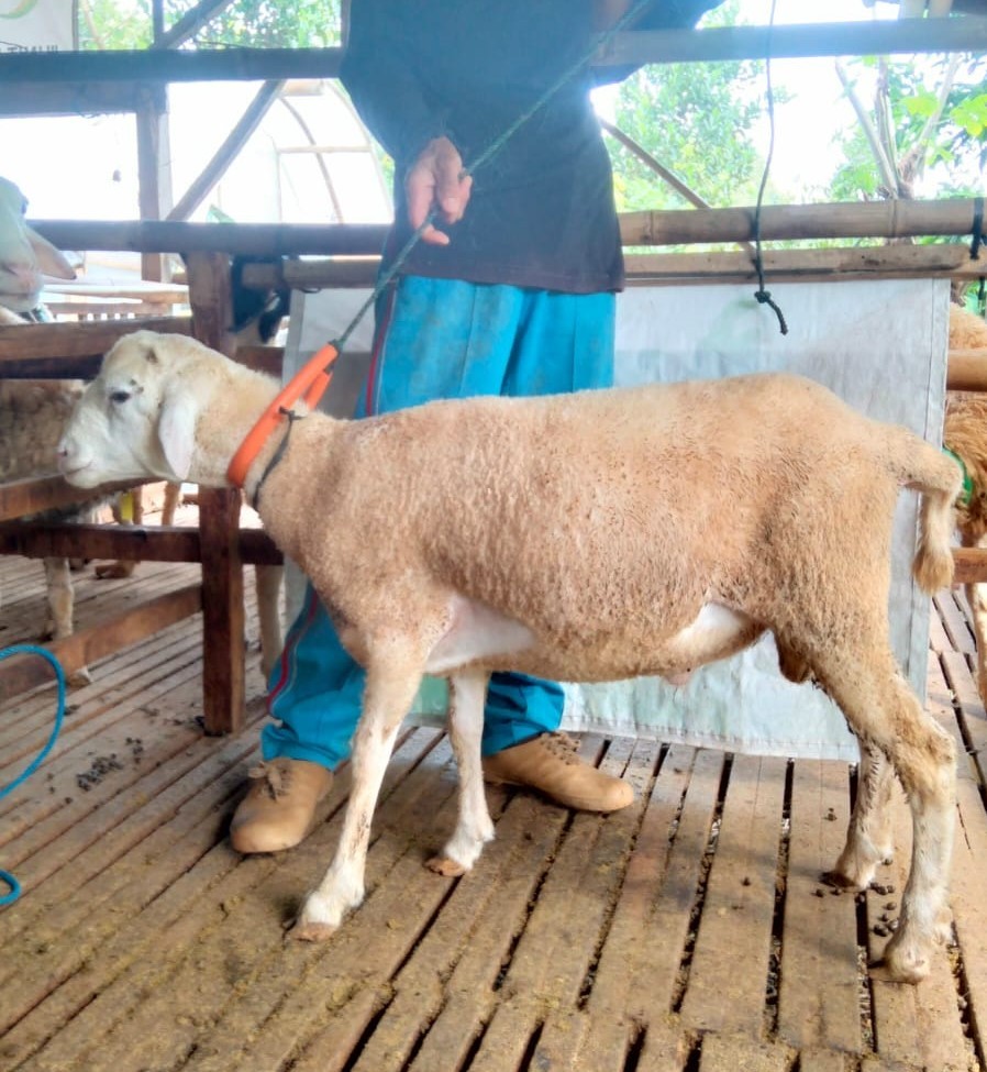 (36-40 Kg) TIDAK BERTANDUK Lokal Jantan