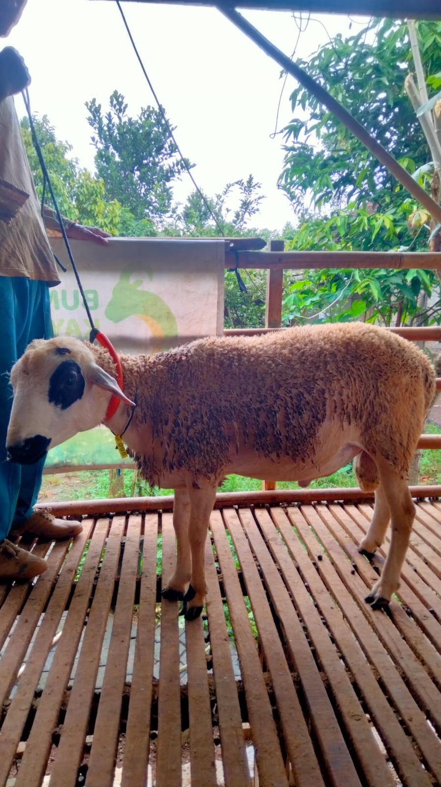 (41-45 Kg) TIDAK BERTANDUK Lokal Jantan