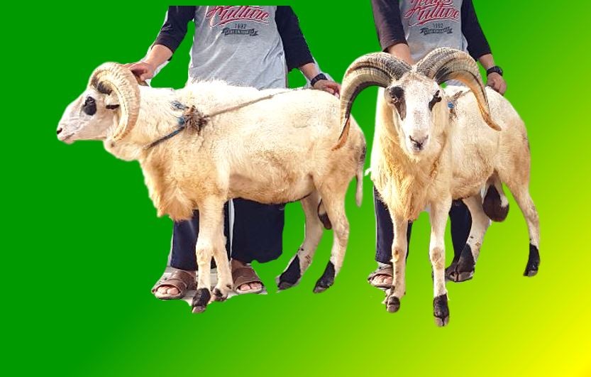 Domba Garut Super Bertanduk - Berat 51-55 Kg