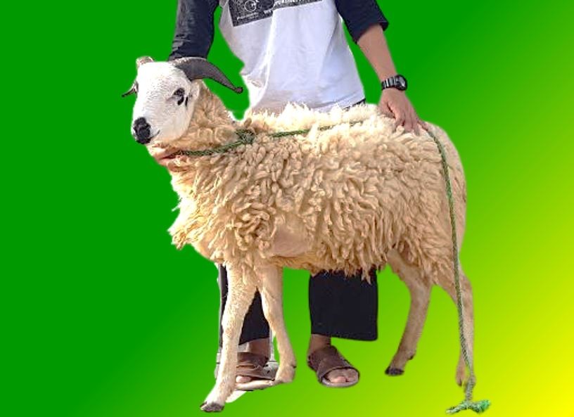 [36-40 Kg] Domba Qurban Lokal Jantan