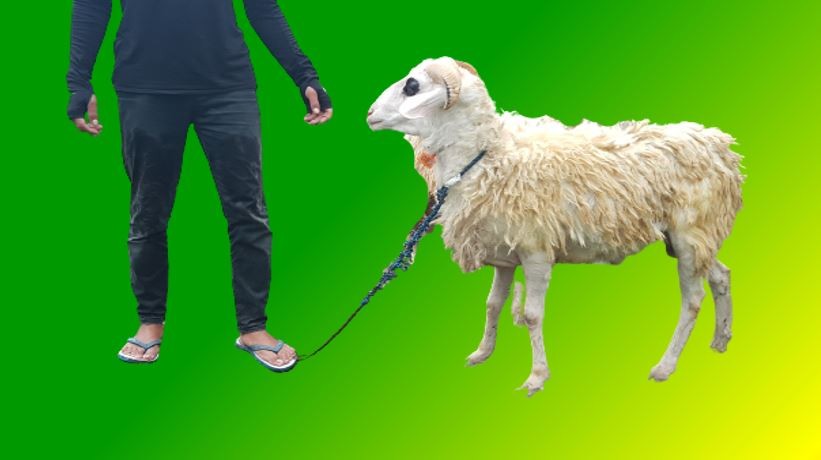 (31-35 Kg) Domba Qurban Lokal Jantan