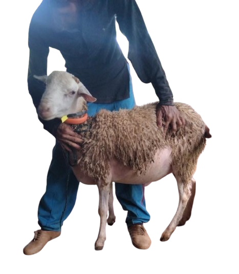 (31-35 Kg) TIDAK BERTANDUK Lokal Jantan